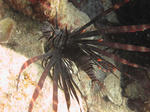 hanamino1015.jpg
