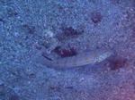 PA201110sss.jpg