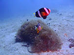 PA201112sss.jpg