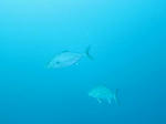 IMG_3471sss.jpg