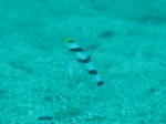 IMG_6988sss.JPG