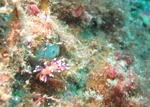 adeyakamino1103.jpg