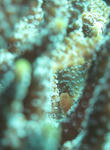 futairosango1103.jpg