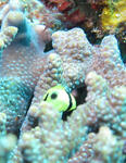 スミツキトノサマダイ　幼魚