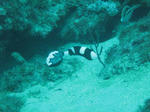 アジアコショウダイ　幼魚