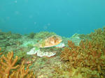 IMG_0053sssss.JPG