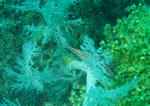 P1020629sss.jpg