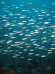 isaki1207.jpg