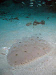 tubakuro1207.jpg