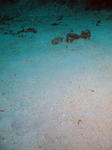 tubakurosuna1207.jpg