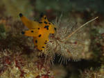 kannamizoguti1209.jpg