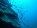 M0017213.JPG
