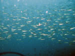 isaki315.jpg
