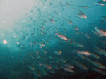 isaki316.jpg