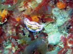 kurakatoa316.jpg