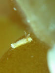 siromino316.jpg