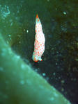 umiusi316.jpg