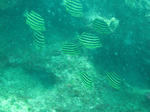 IMG_0281.JPG