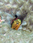 ginpokonno0608.jpg