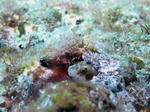 hinaginnpotomonari0608.jpg