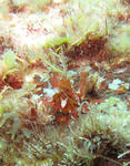 kaniknno0608.jpg