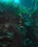 sakuradai0608.jpg