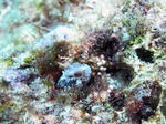 tousimakokeginnpotomonari0608.jpg
