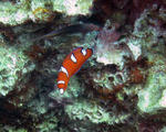 tuyubera0806.jpg
