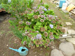 P1010506.jpg