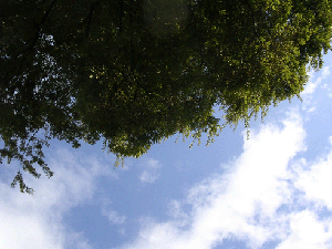 DSCN4520.gif