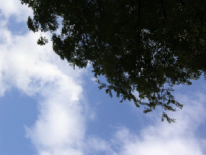 DSCN4521.gif