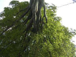 DSCN4524.gif