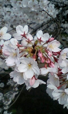090405_1511~0001.jpg