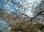 sakura4.jpg