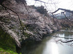 sakura2.jpg