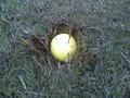 42ed4e94.jpg