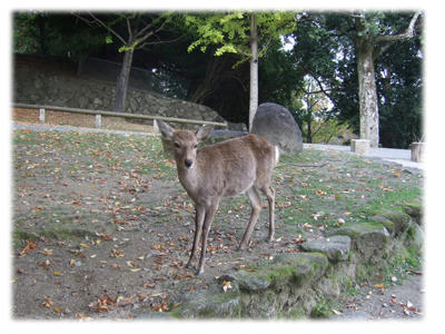 奈良公園の鹿