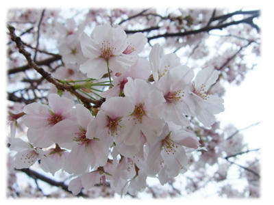 桜