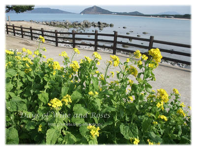 菜の花