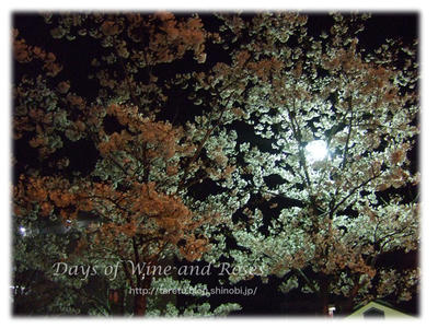 夜桜