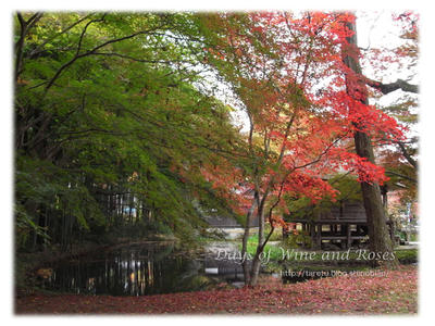 水と紅葉