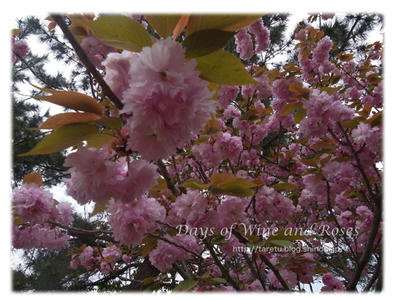 八重桜
