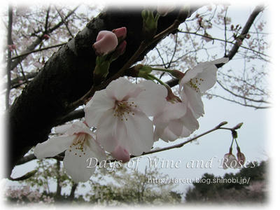 桜
