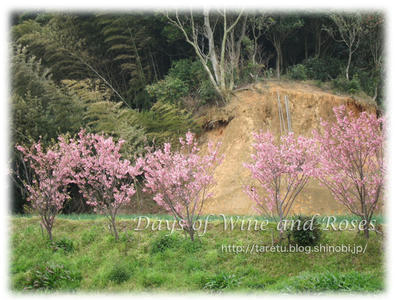 山桜