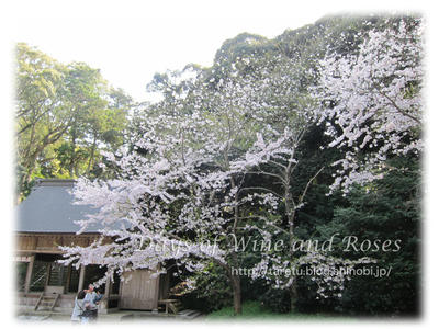 桜井の桜