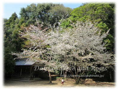 桜井の桜2