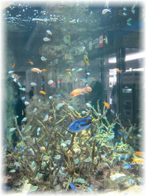 熱帯魚2