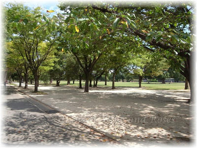 熊本県立美術館前の公園