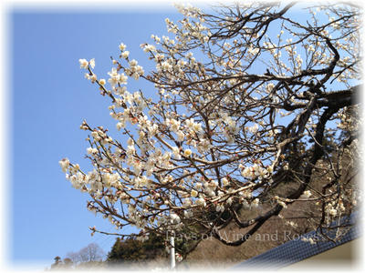 梅の花