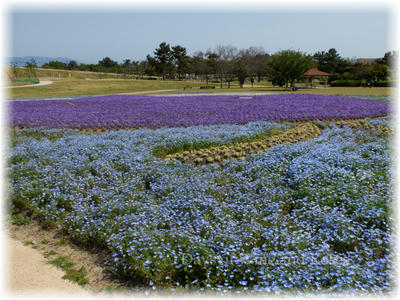 紫の花